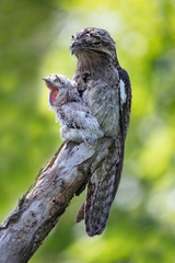 Hard Parenthood by Alvaro Cubero Vega